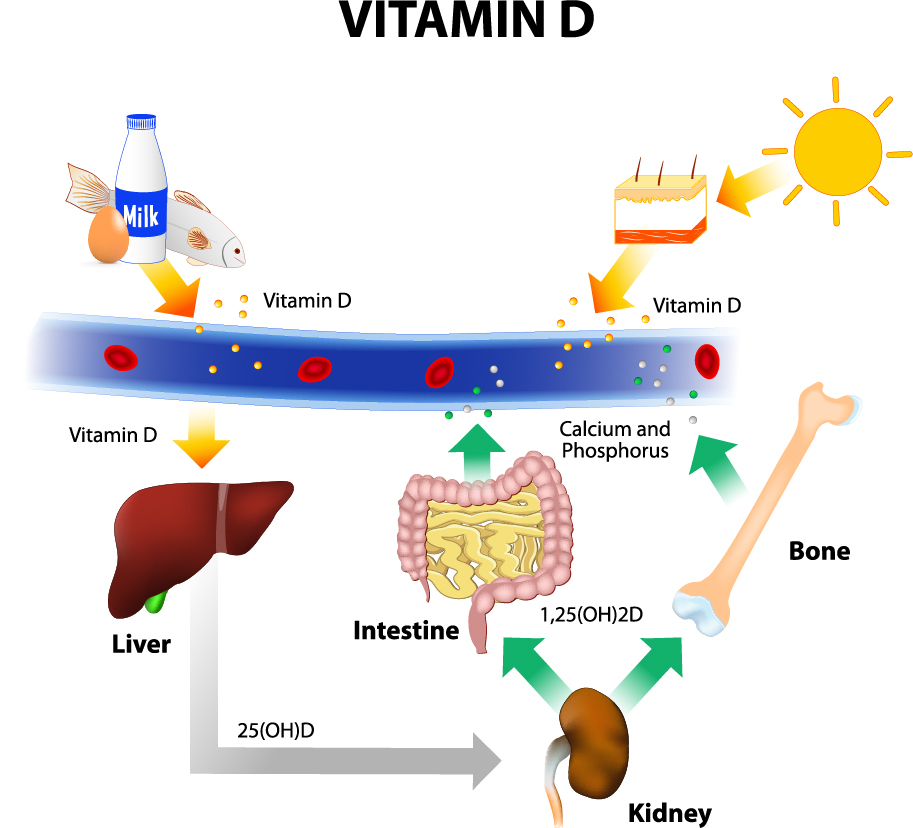 The sun and Vitamin D